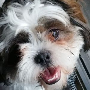 Meet your Posher, Brandon